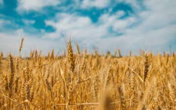 Die befragten Menschen möchten sich aktiver an Food-Governance-Prozessen beteiligen. (c) SLE