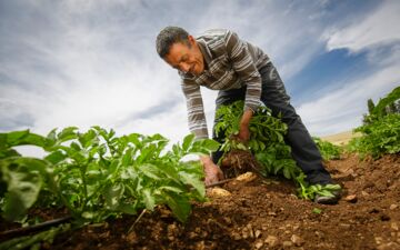 Irrigation systems in the potato field in Tunisia (c) GIZ