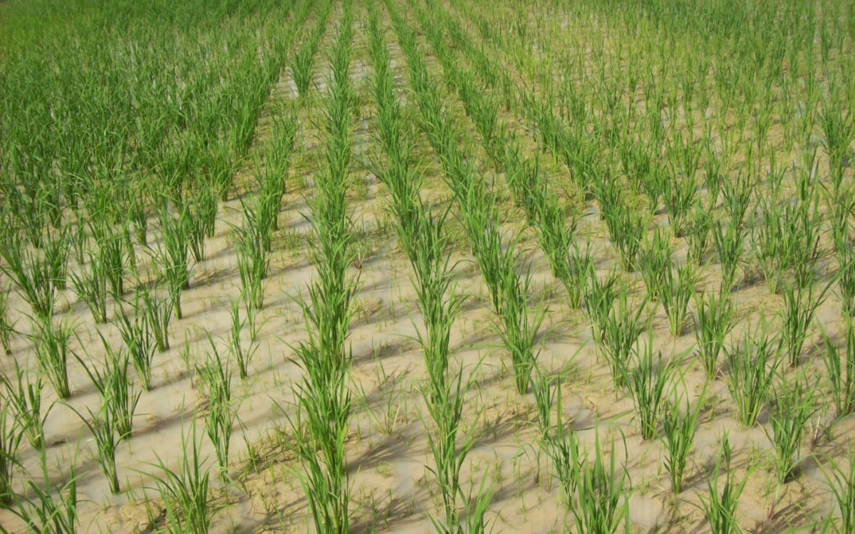 The Rice Sector in West Africa: A Political Challenge