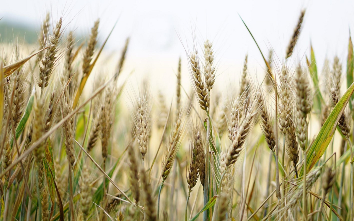 Ernährungssicherheit ist mehr als nur Produktionsmengen und hohe Erträge