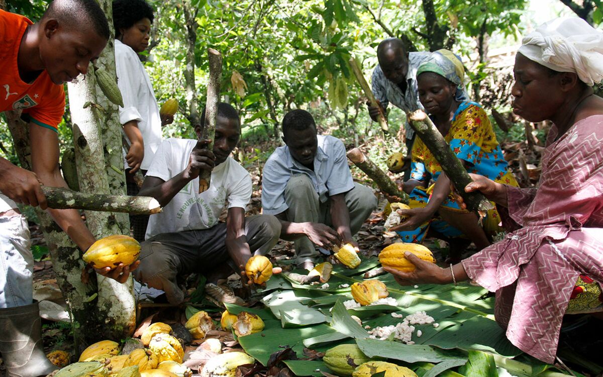 Auf dem Weg zu einem nachhaltigen Kakaosektor