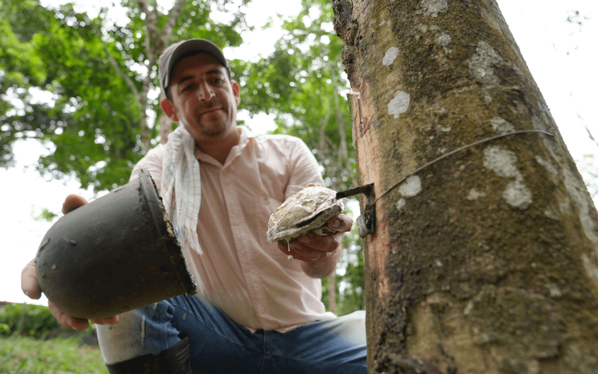 From the Tree to the Street: The Story of Natural Rubber