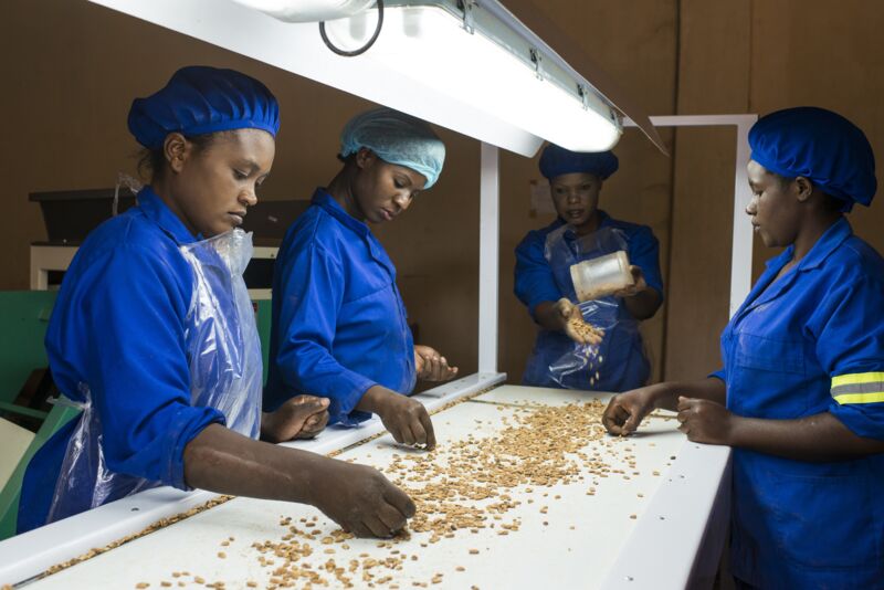 Sambia, Chipata, COMACO Verarbeitung von Erdnüssen von Vertragsfarmern, Sortierung gerösteten Erdnüssen. © Jörg Böthling, GIZ