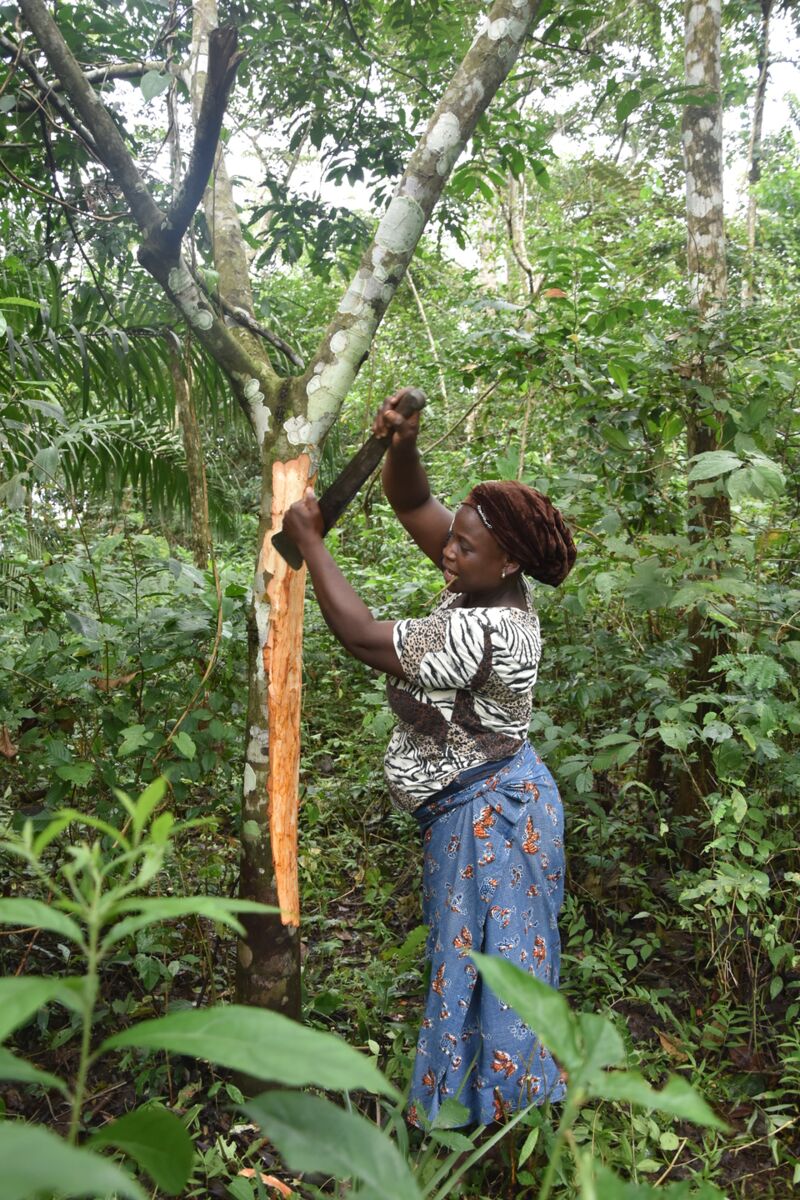 The medicinal plant Trichilia heudelotii in the rainforest of Kpalimé/Togo © Stella Marraccini, GIZ