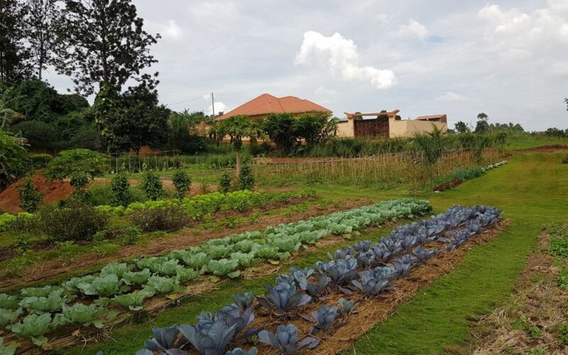 Kohl und Salatanbau auf einer Farm im ostafrikanische Uganda