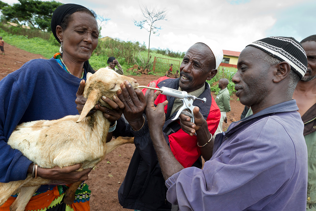 Kenia: Entwurmung von Ziegen mit Hilfe einer Impfpistole. Photo: Christoph Püschner/Brot für die Welt