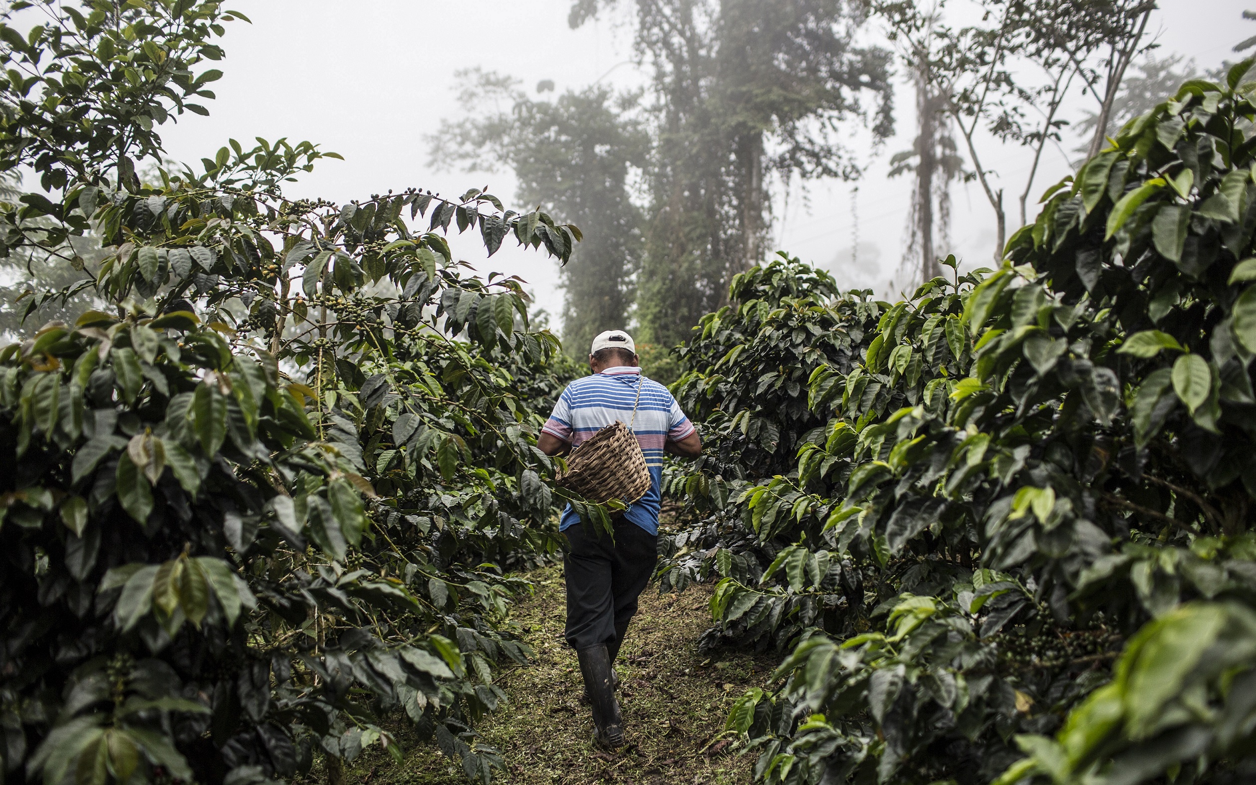 Eine Kaffeeplantage in Peru. © Leslie Searles, GIZ