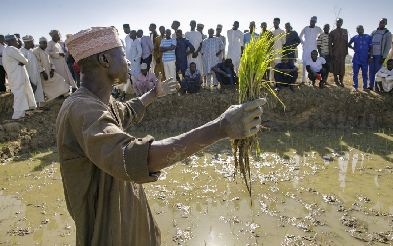 Alhassan Sani unterrichtet Teilnehmer im Reisanbau in Suru/Nigeria. Foto: GIZ / Thomas Imo