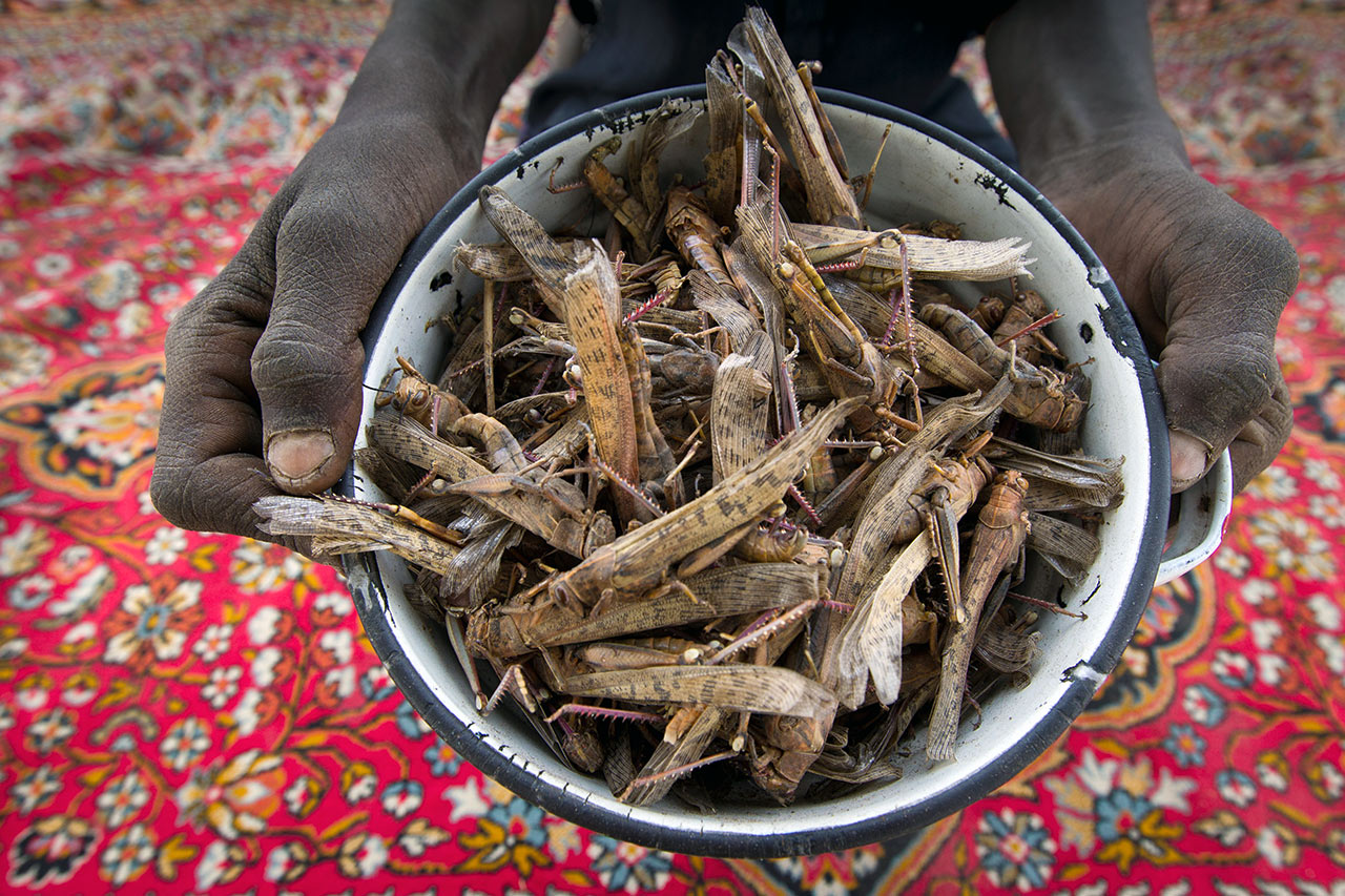 Persistent drought makes vegetable growing impossible. Locusts are the main foodstuff, taken here in Chad. Photo: Christoph Püschner / Diakonie Katastrophenhilfe