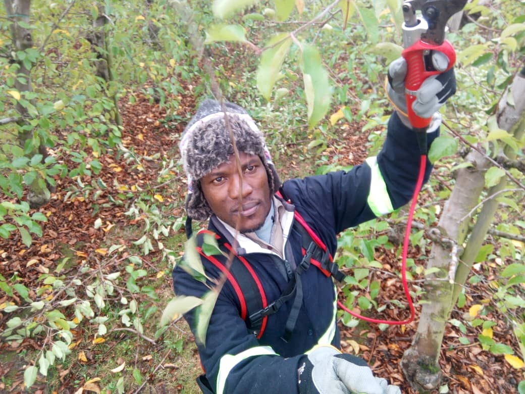 Nehemiah Buwuule bei der Baumbeschneidung auf dem Obsthof in Meckenheim